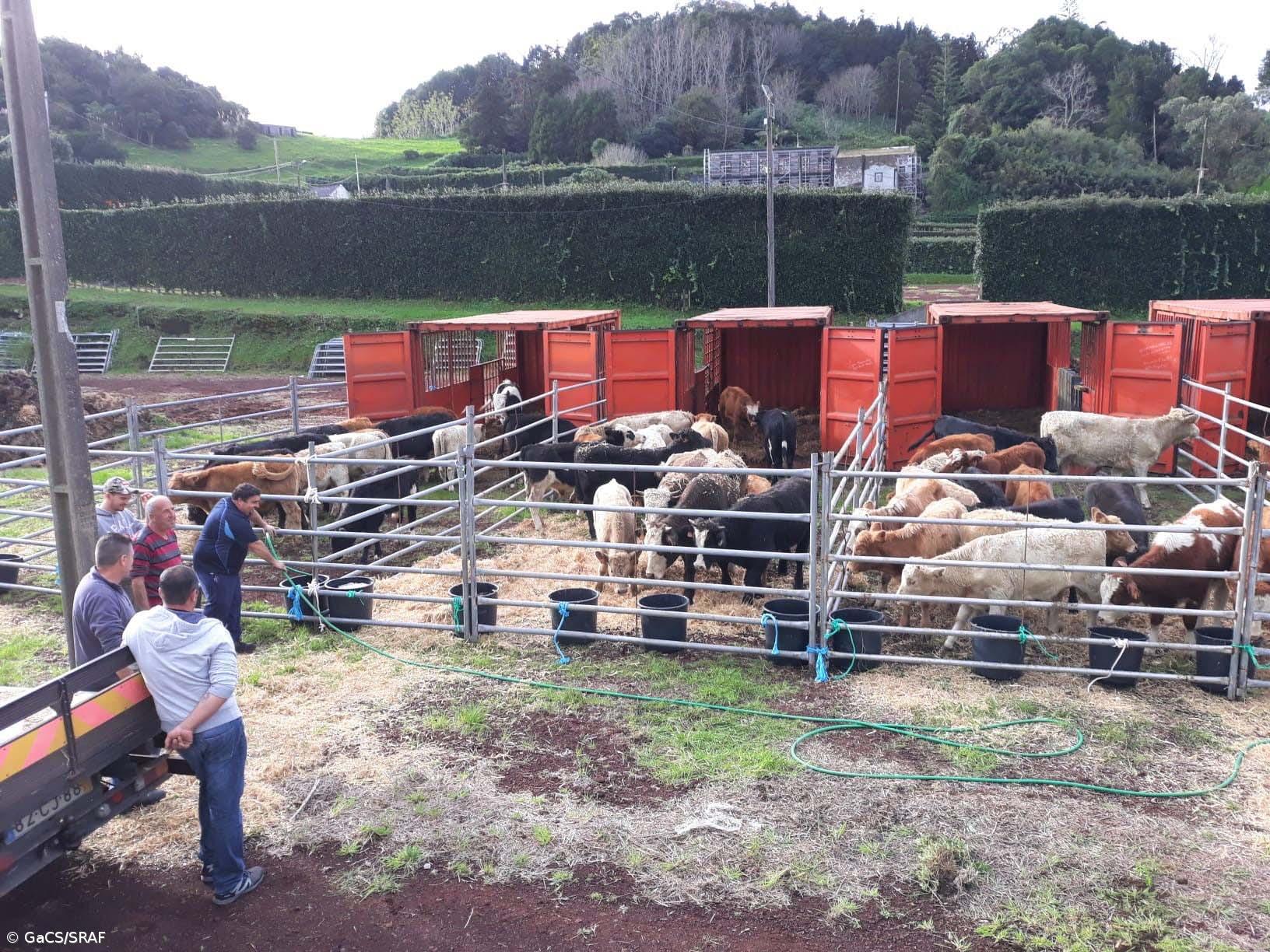 Concluída operação de retirada de bovinos vivos da ilha do Corvo – Imagem 1