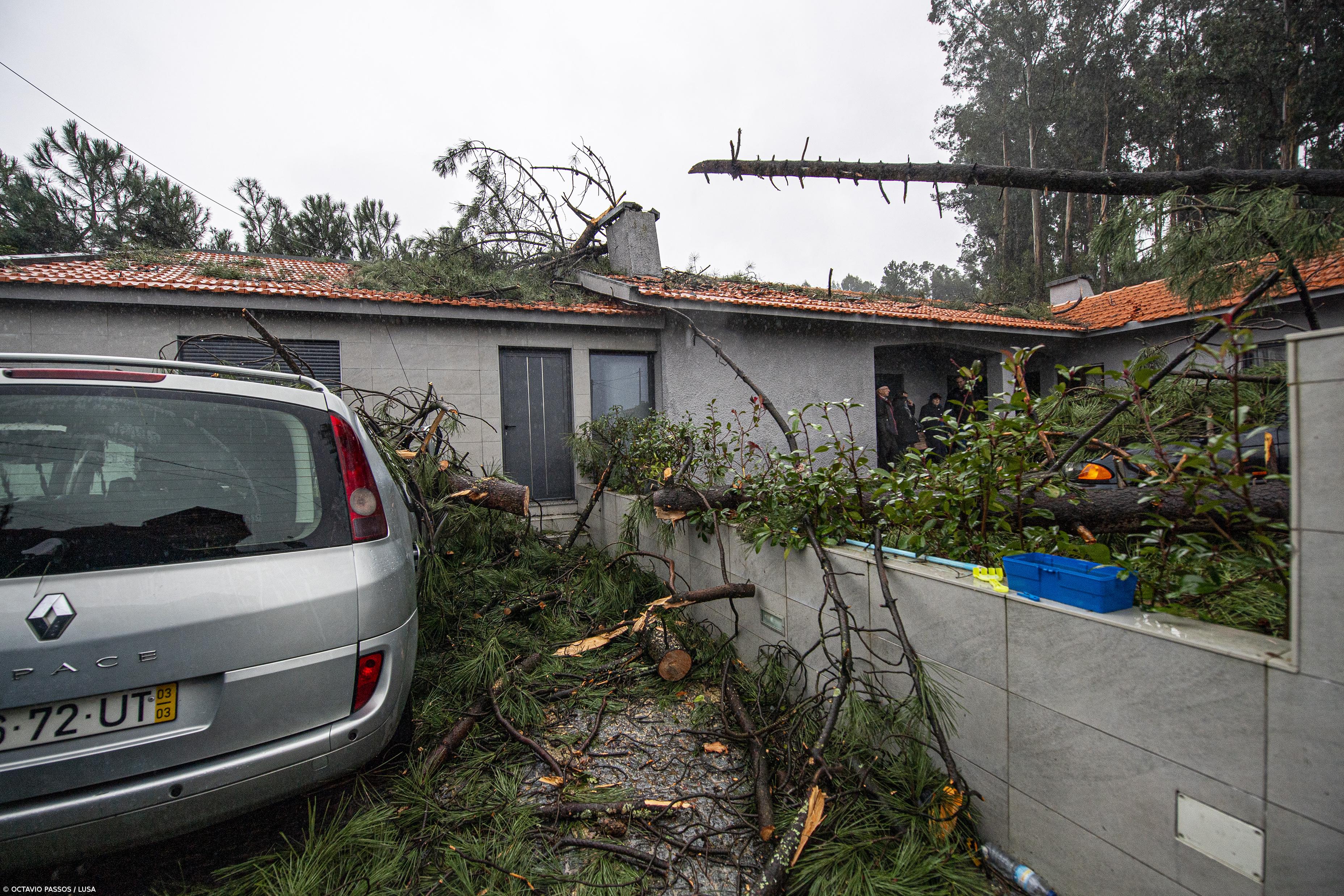 Queda de árvores em habitações faz 16 desalojados em Santo Tirso e Almada – Imagem 1