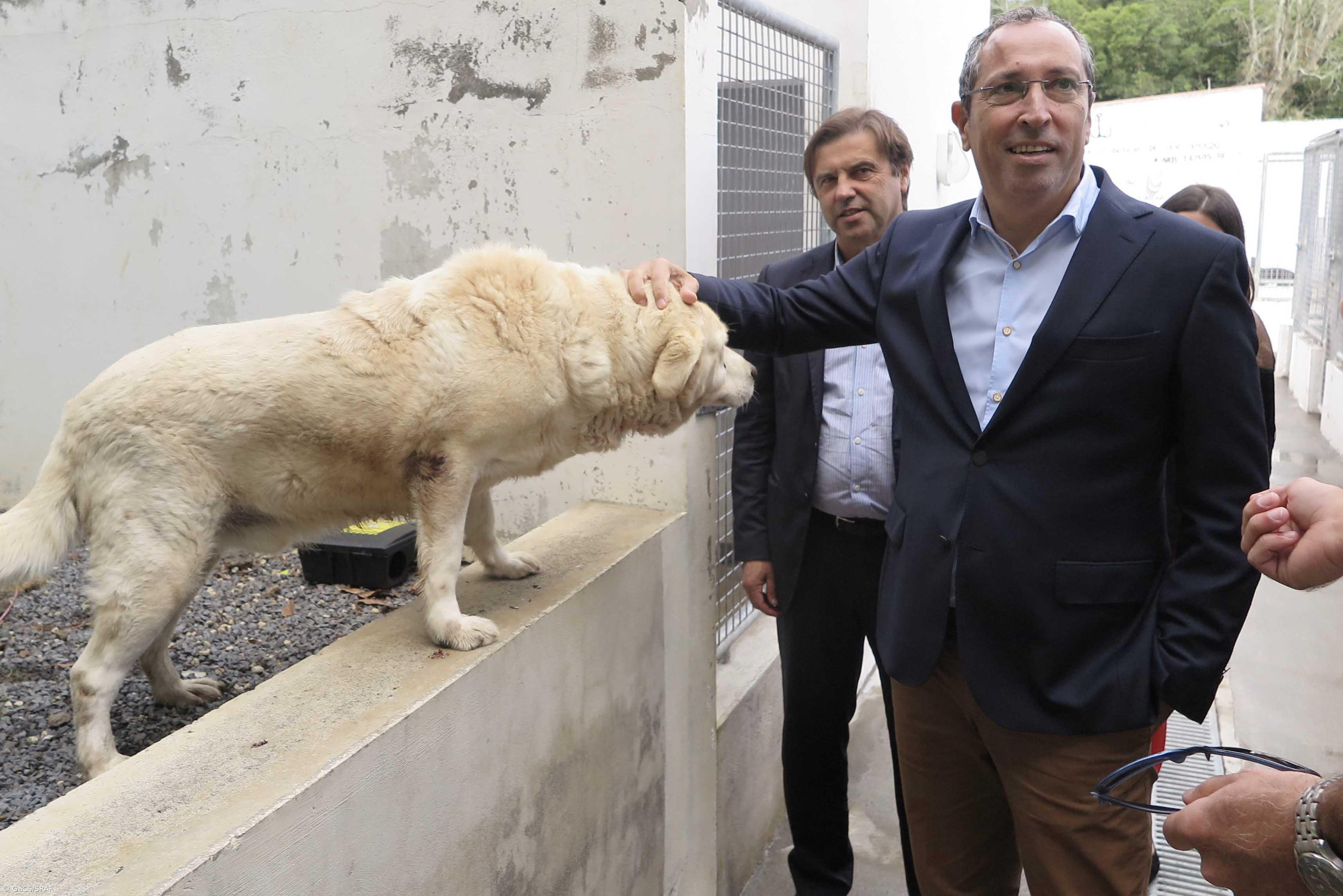 Região reforça medidas para proteção do bem-estar de animais de companhia e errantes – Imagem 1