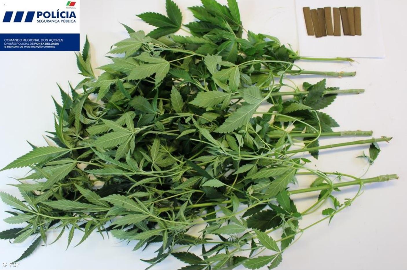 Apreensão de 1765 doses de haxixe e seis plantas de cannabis nas Capelas – Imagem 2