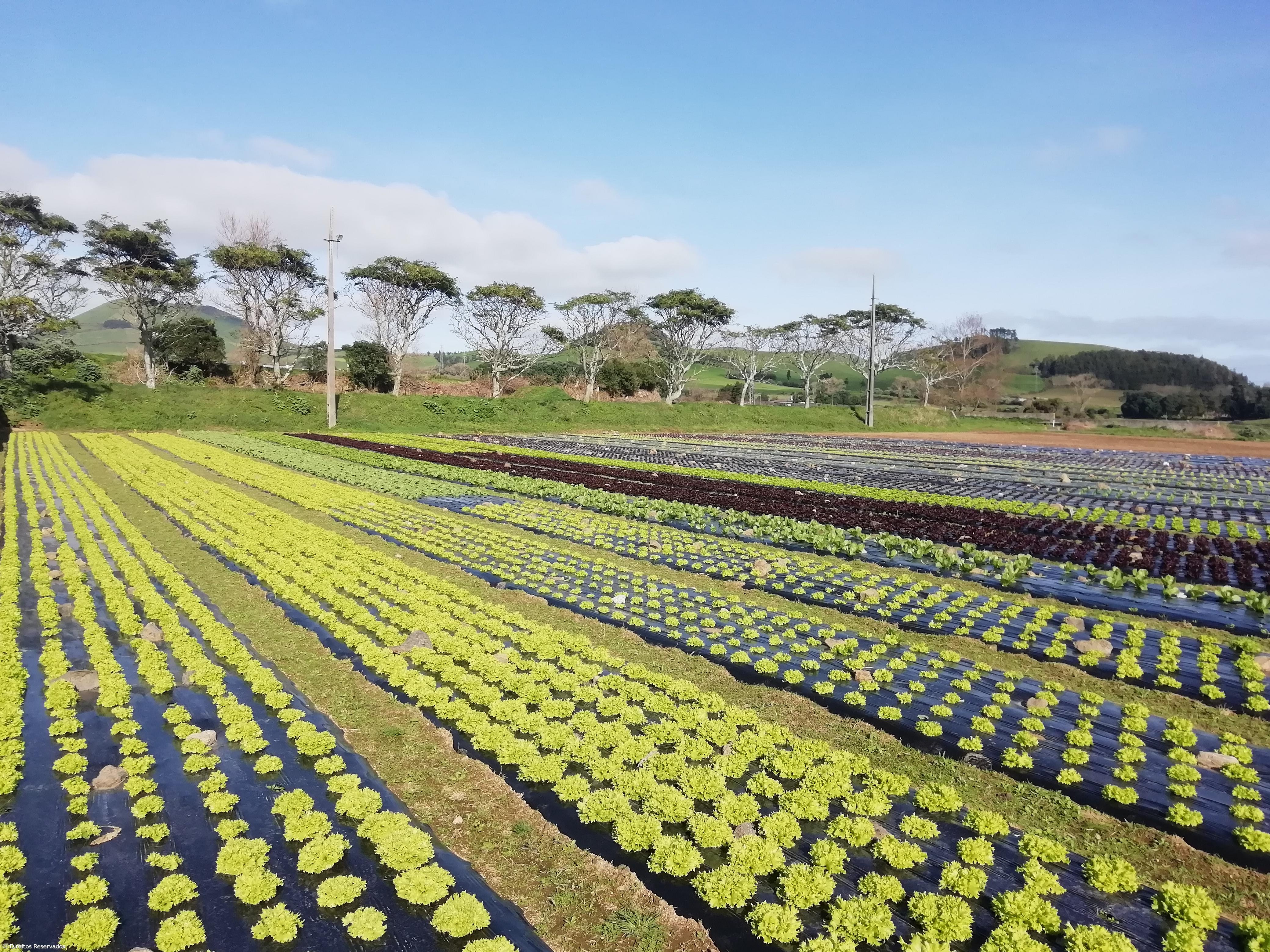 Easy Fruits & Salads consegue certificação PRODI – Imagem 1