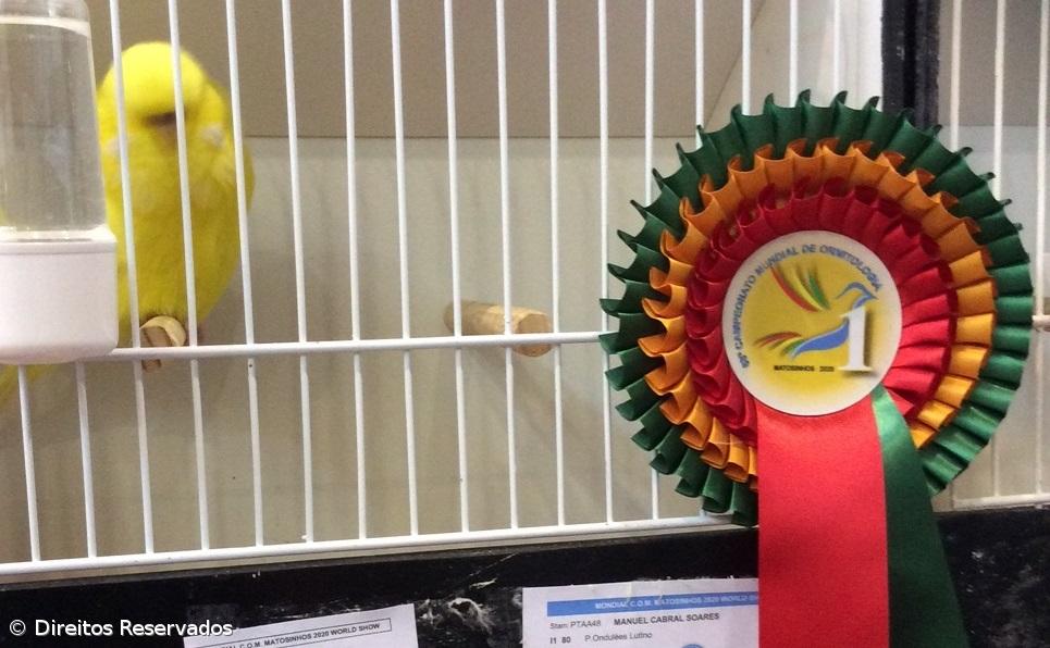 Criadores micaelenses de aves ganham três títulos mundiais  – Imagem 2