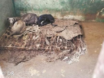 SOS Animal vai constituir-se assistente no processo criminal contra cavaleiro João Moura – Imagem 1