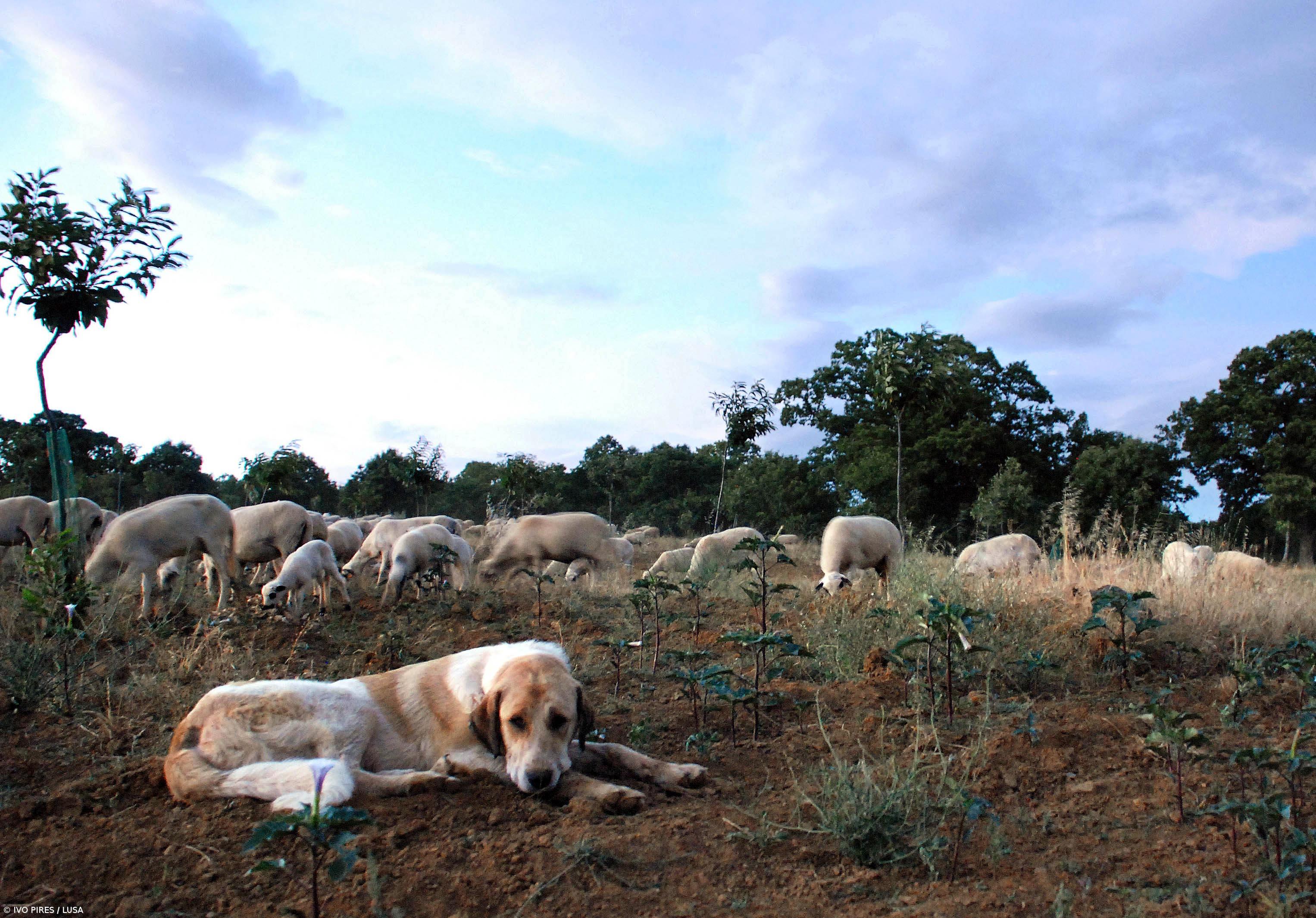 Vida está cada vez melhor para lobos – Imagem 1