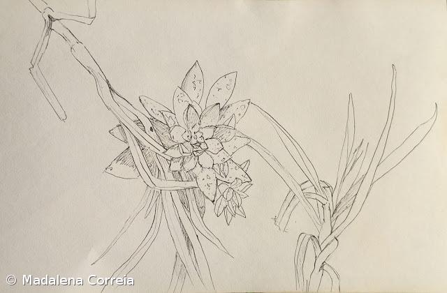 Flor n°2 – Imagem 1