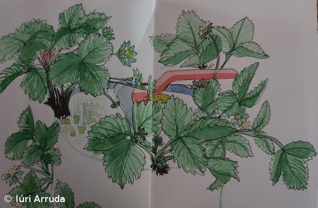 Morangueiro – Imagem 1