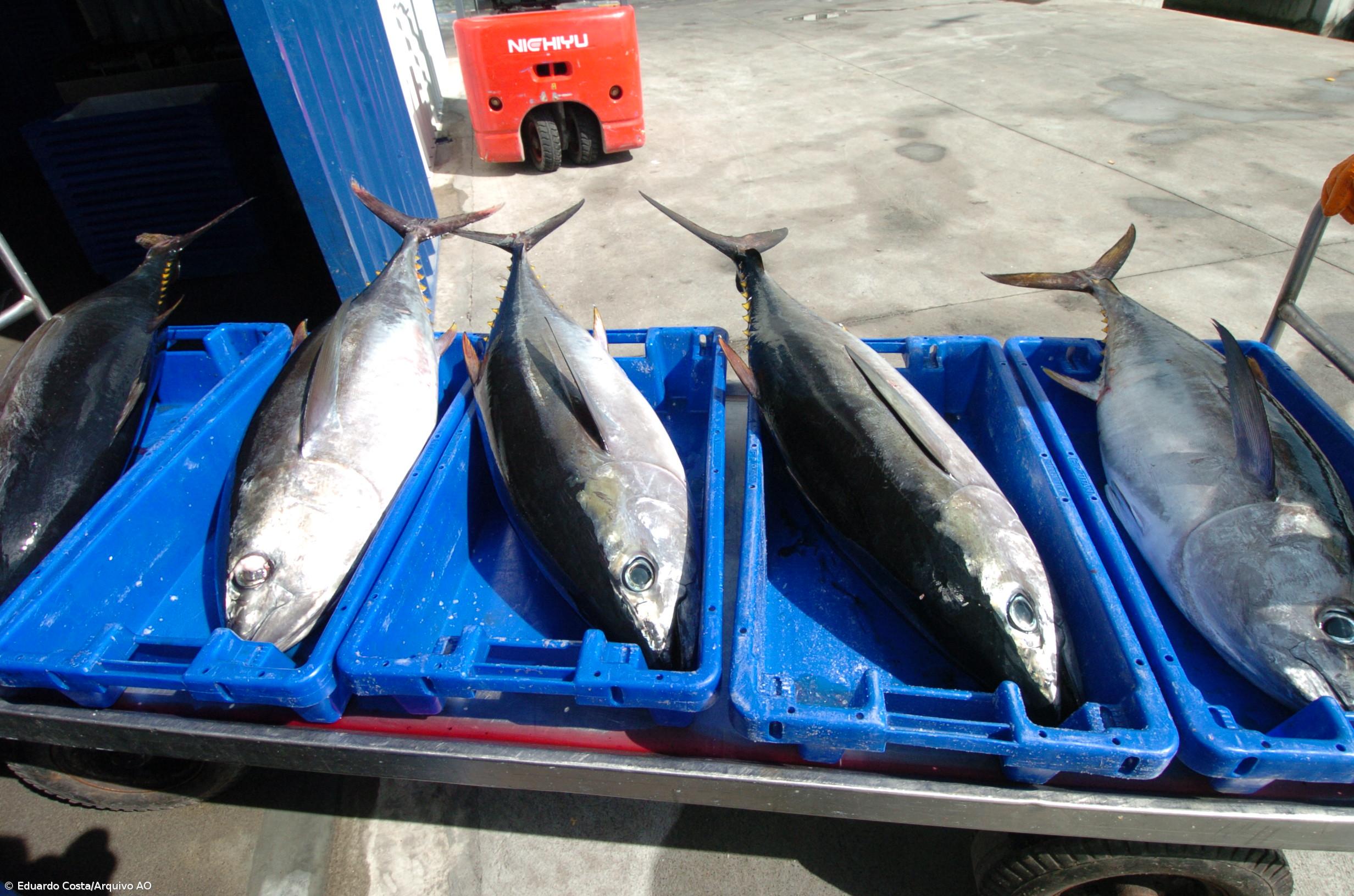 Governo reduz preço de conservação de atum em entrepostos até ao fim do ano – Imagem 1