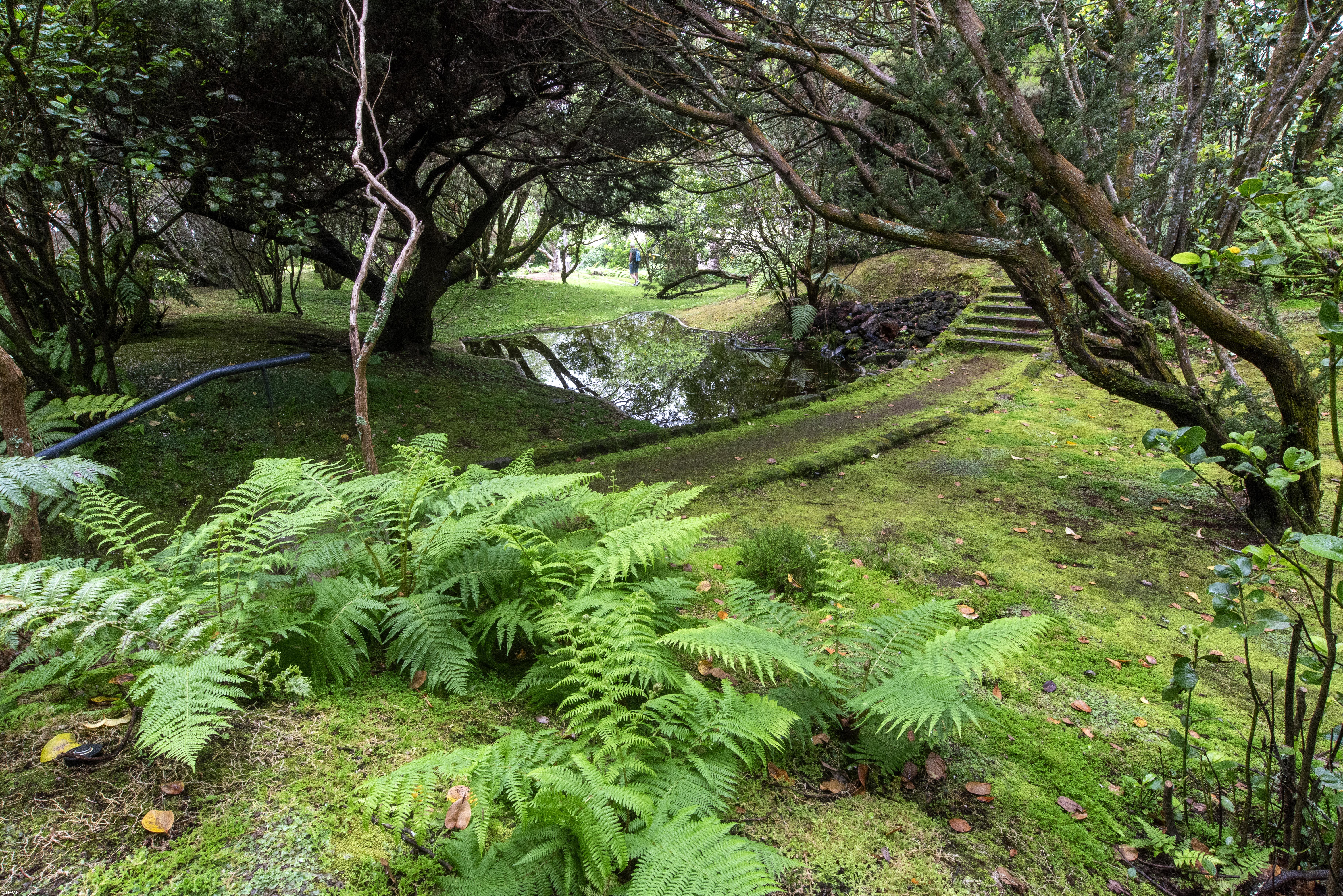 Ampliação de jardim no Faial permite aumentar capacidade de recuperação de espécies – Imagem 1
