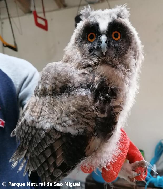 Resgatado um mocho juvenil em São Miguel – Imagem 1