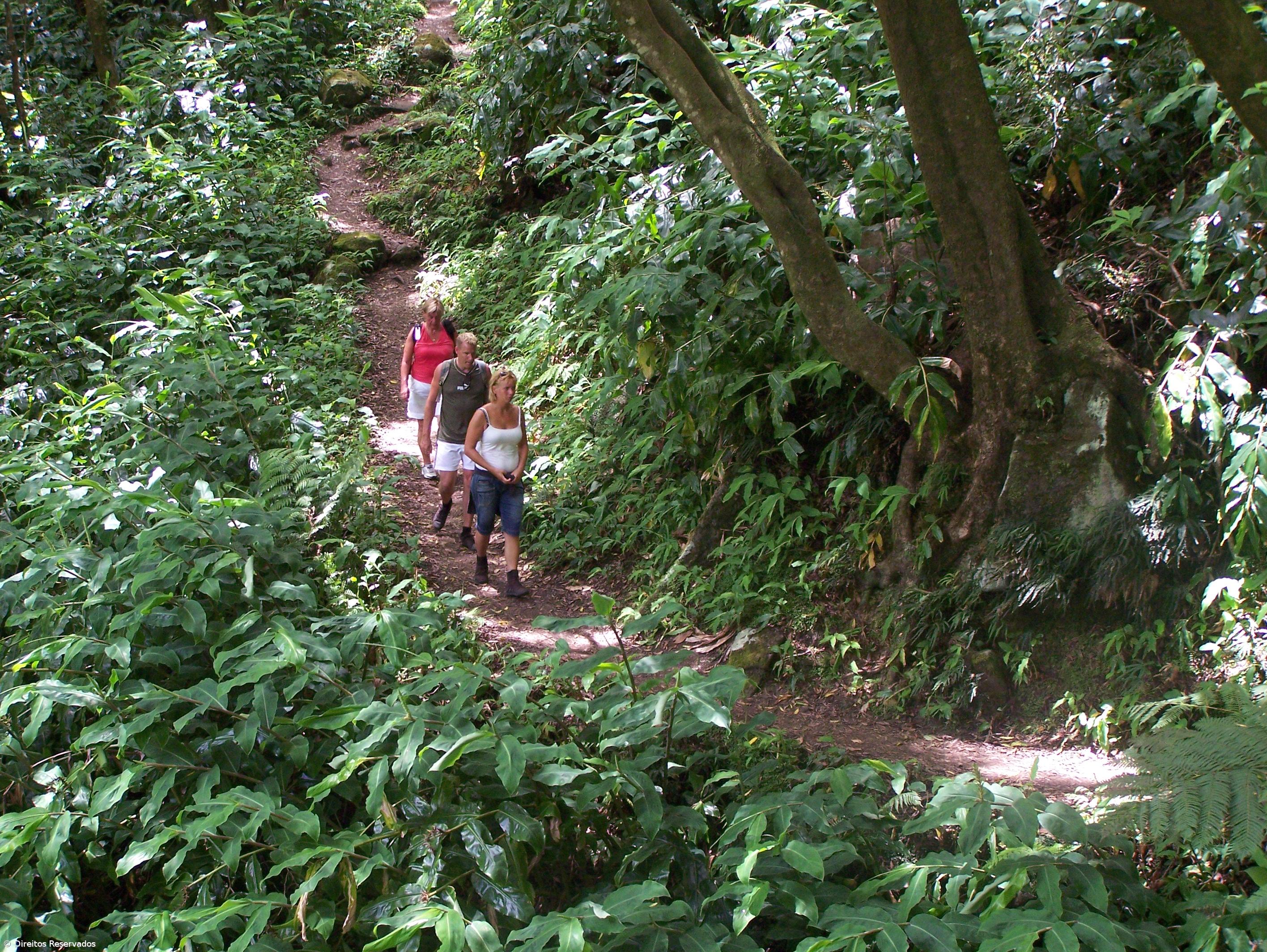 Jardim Botânico do Faial encerra plantas raras – Imagem 1
