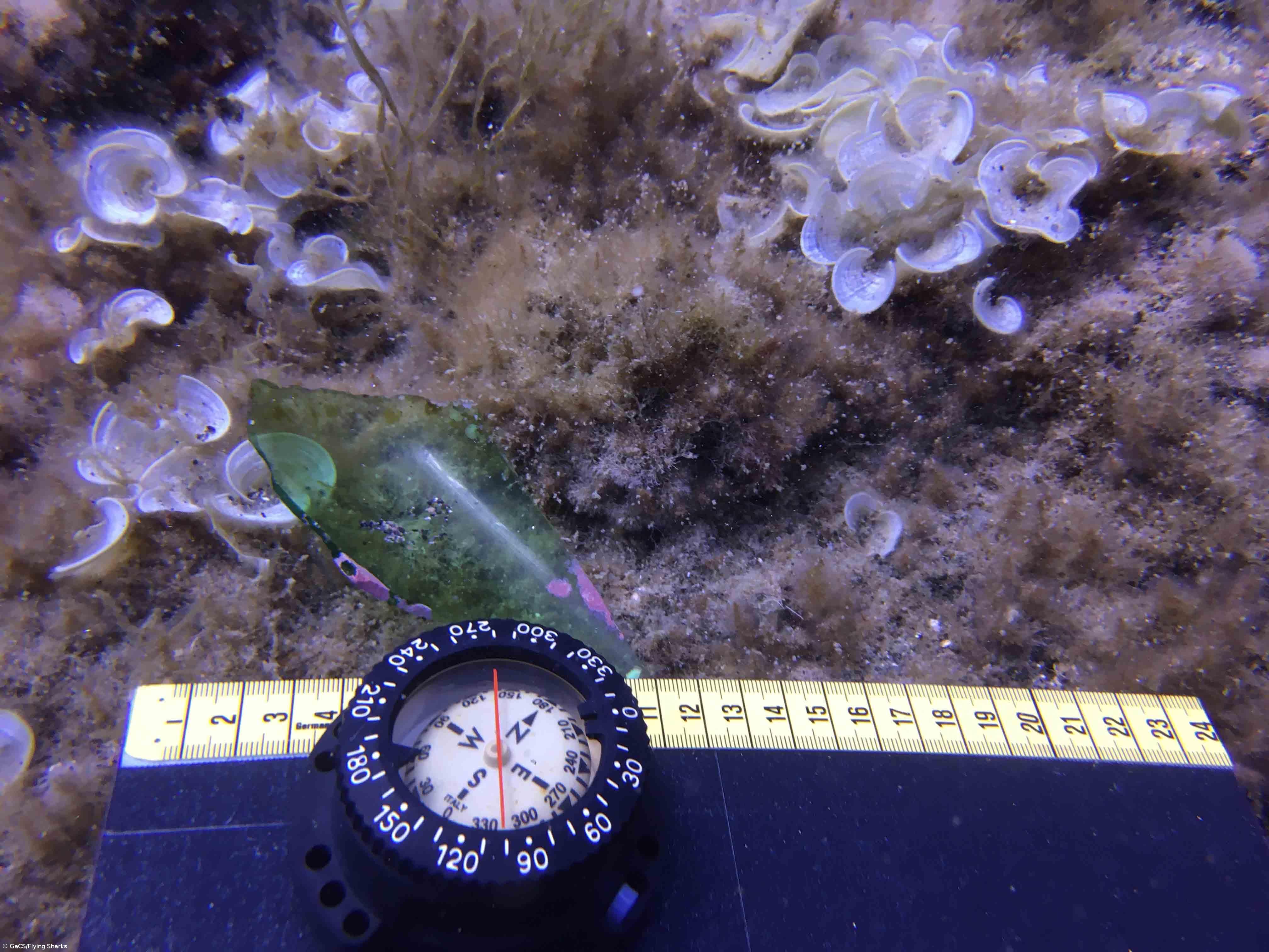 Açores iniciam mergulhos para mapeamento de lixo marinho no Faial e no Pico – Imagem 4