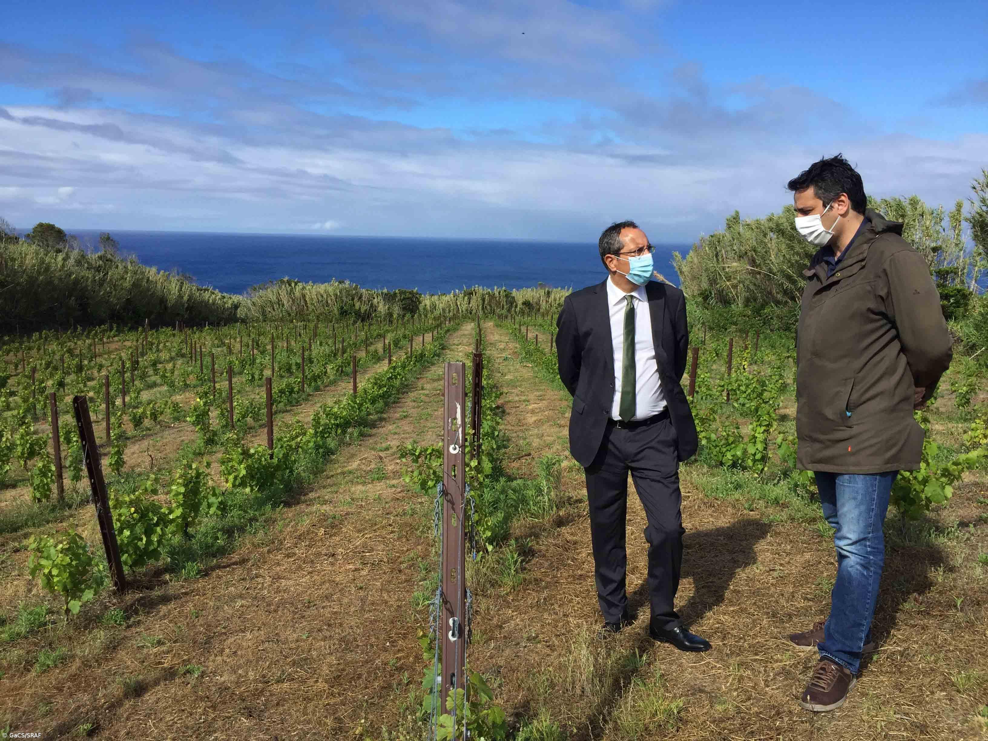 Governo está a trabalhar para ajudar a vitivinicultura a ultrapassar desafios futuros – Imagem 1