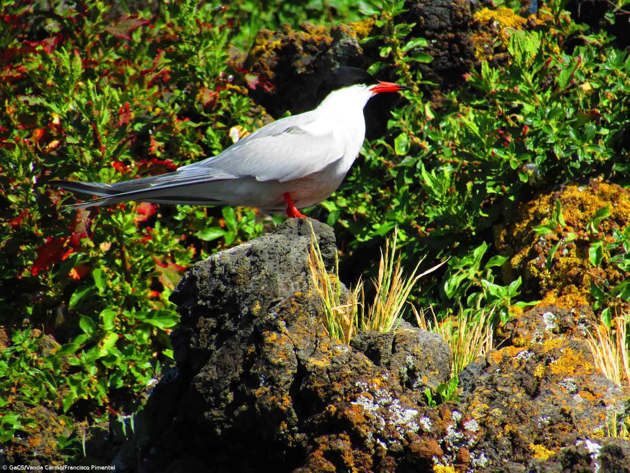 Censo de Garajaus conclui presença de 7.950 aves nidificantes nos Açores – Imagem 2