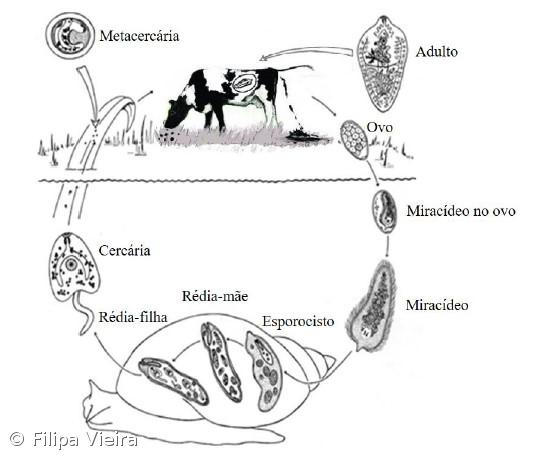 A Fascíola Hepática nos Açores. Como Fizemos... Conclusões do estudo – Imagem 13