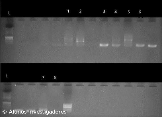 A Fascíola Hepática nos Açores. Como Fizemos... Conclusões do estudo – Imagem 16