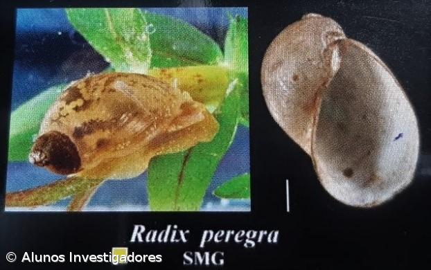 A Fascíola Hepática nos Açores. Como Fizemos... Conclusões do estudo – Imagem 18