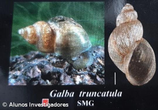 A Fascíola Hepática nos Açores. Como Fizemos... Conclusões do estudo – Imagem 19