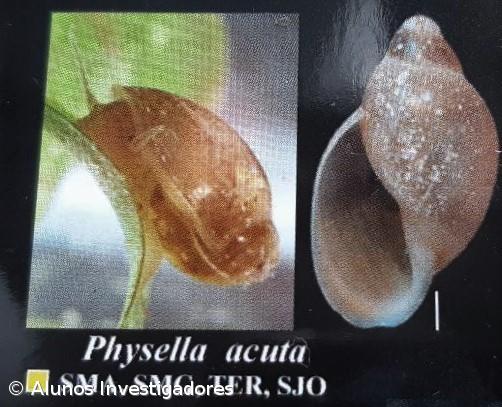 A Fascíola Hepática nos Açores. Como Fizemos... Conclusões do estudo – Imagem 6