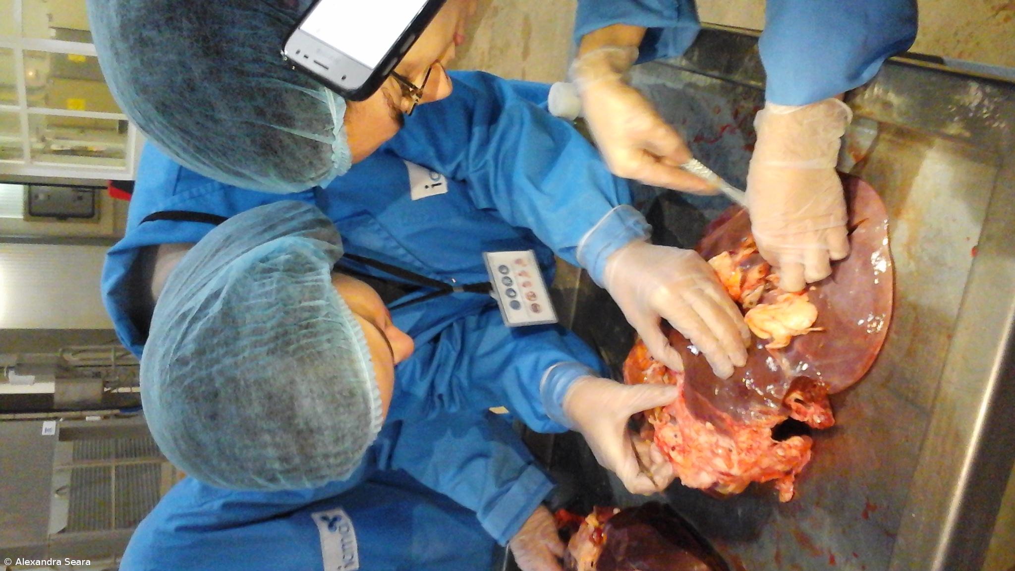 A Fascíola Hepática nos Açores. Como Fizemos... Conclusões do estudo – Imagem 7