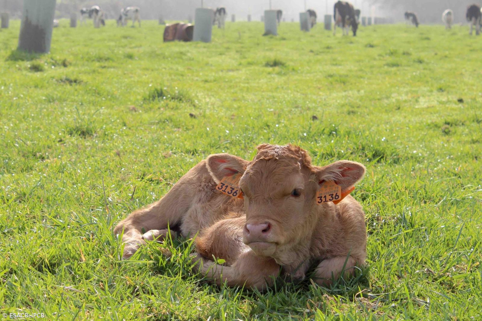 Azorean Wisdom Helps Creating World's Most Expensive Meat – Imagem 1