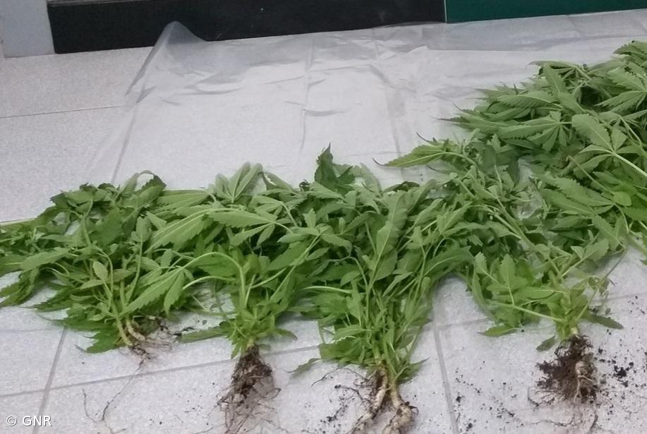 Apreensão de 12 plantas de cannabis em Santa Maria – Imagem 1