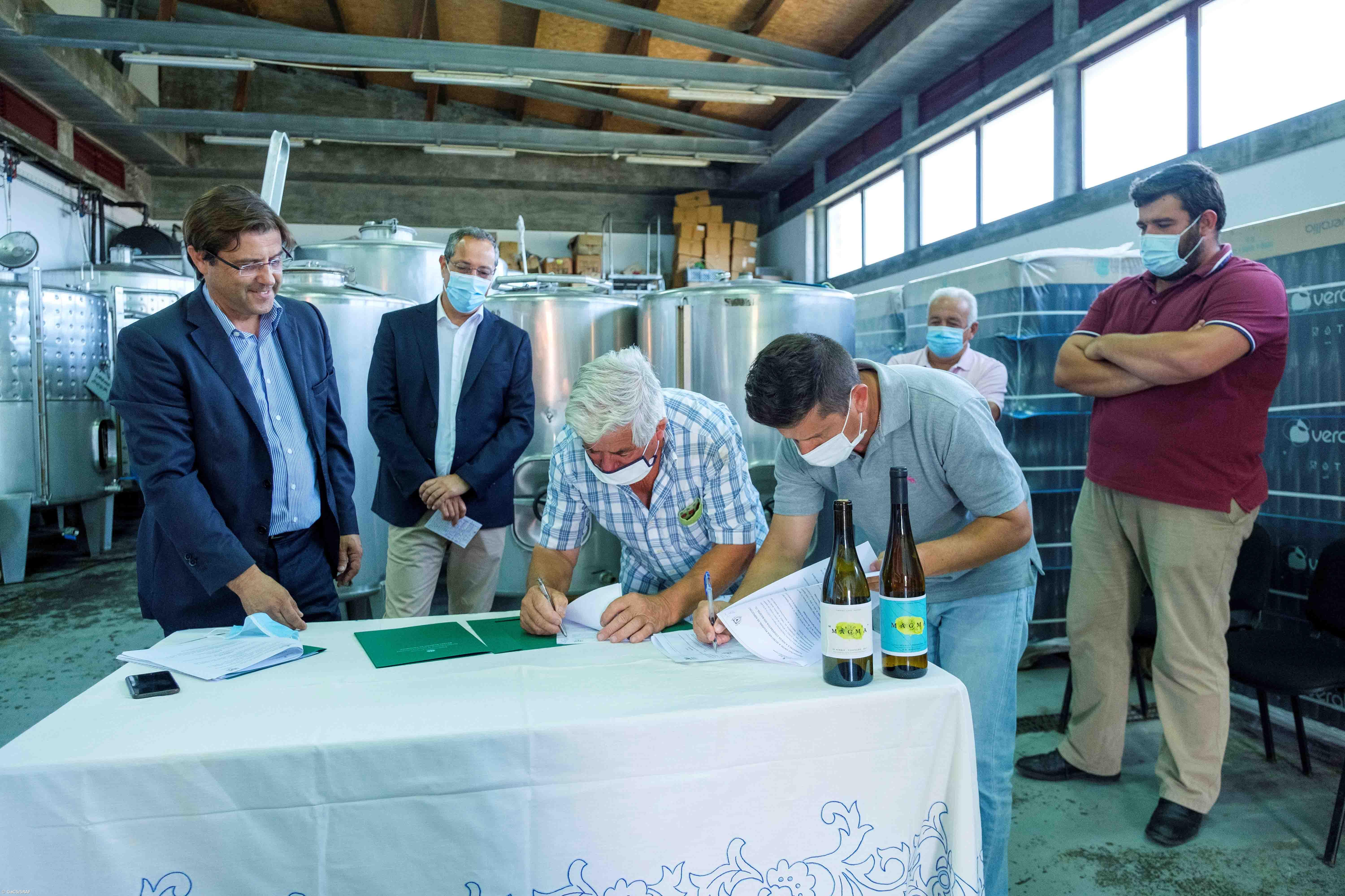 Candidaturas da Terceira aprovadas no VITIS vão permitir recuperar mais 16 hectares de vinha – Imagem 1