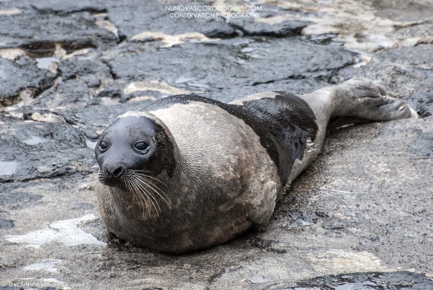 Foca-da-Gronelândia avistada na ilha do Faial – Imagem 1
