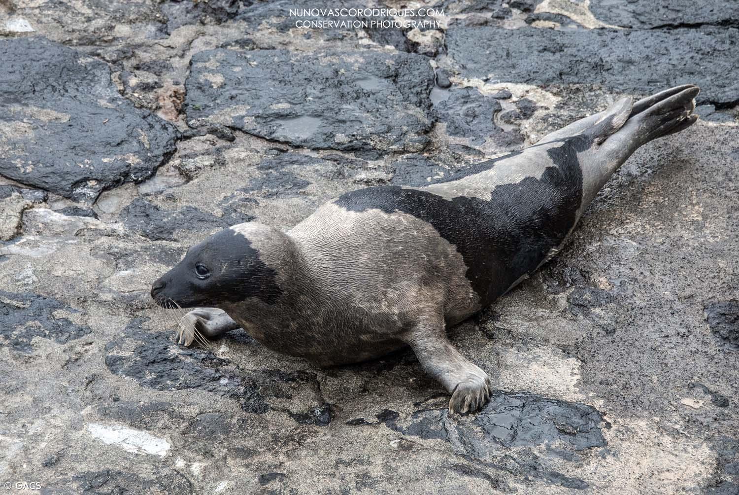 Foca-da-Gronelândia avistada no Faial e no Pico encontrada sem vida – Imagem 1