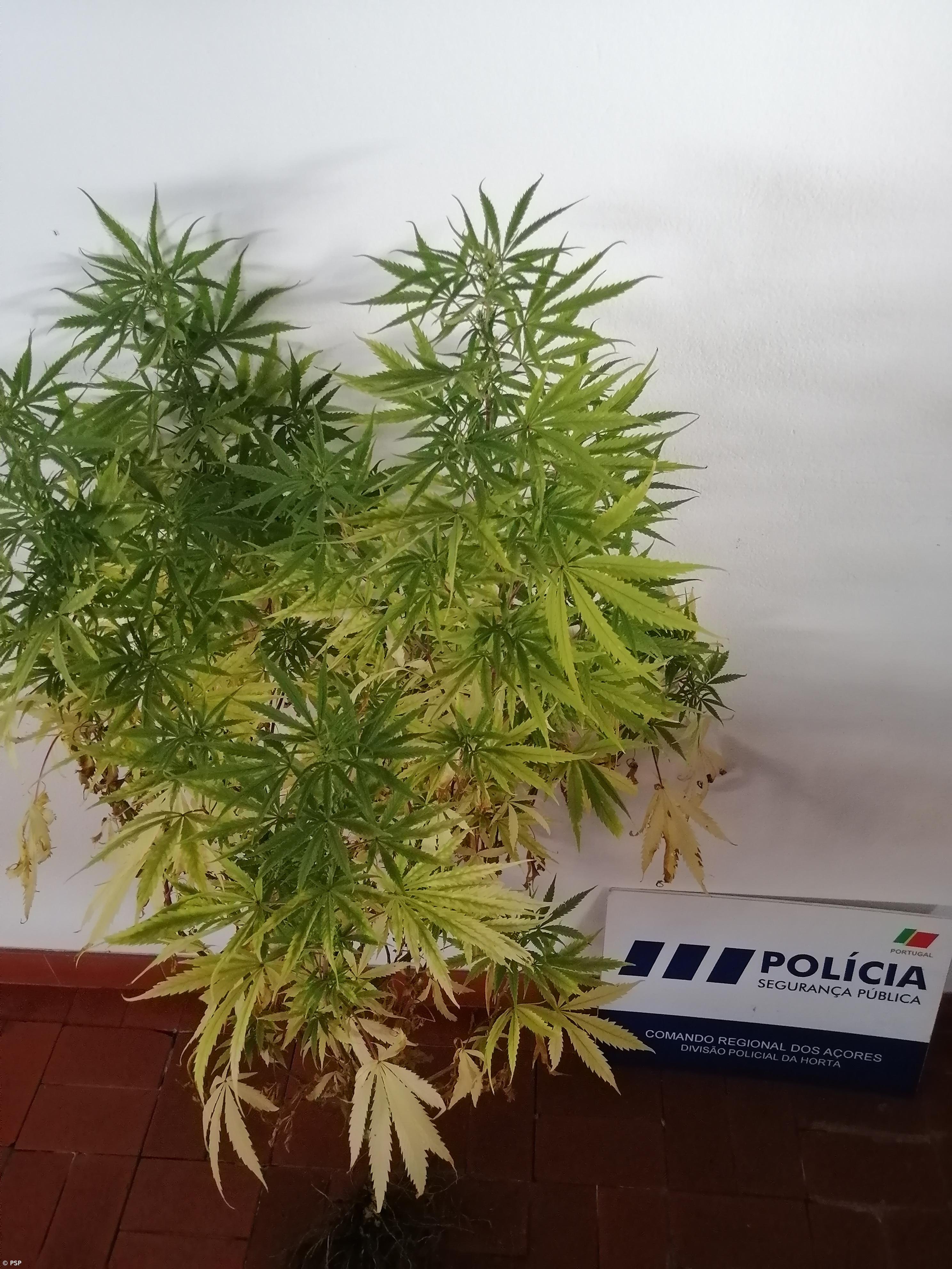Homem detido no Pico por cultivo de estupefacientes – Imagem 1