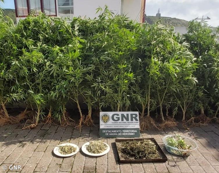 GNR detém homem por cultivo de canábis na ilha Terceira – Imagem 1