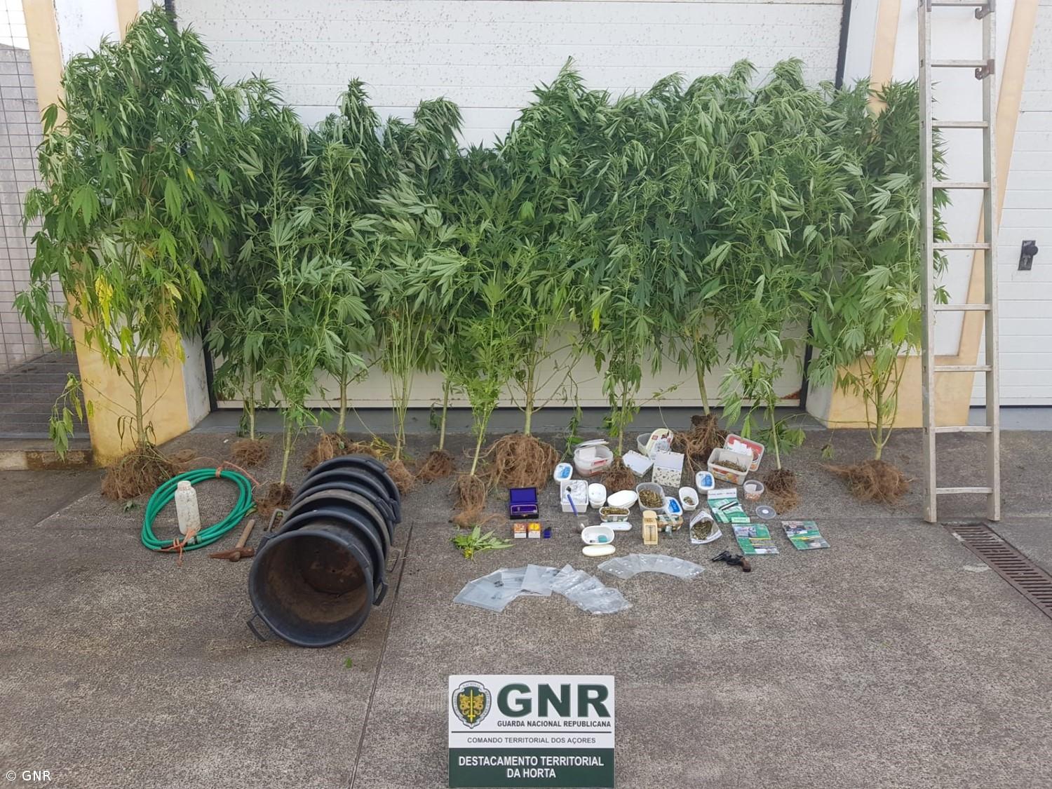 Desmantelada estufa de cannabis artesanal na ilha das Flores – Imagem 1