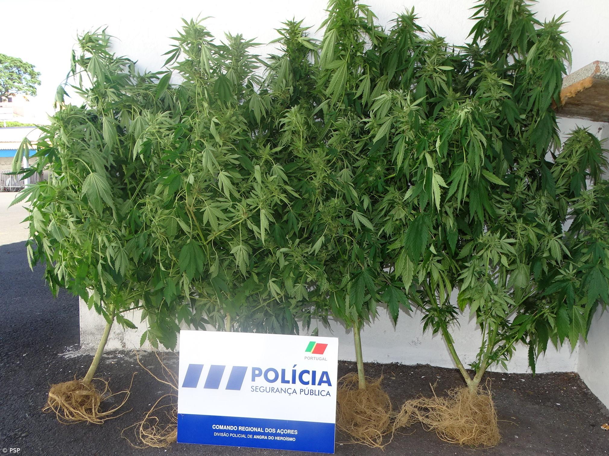 Homem detido na Terceira por cultivo de plantas de cannabis – Imagem 1