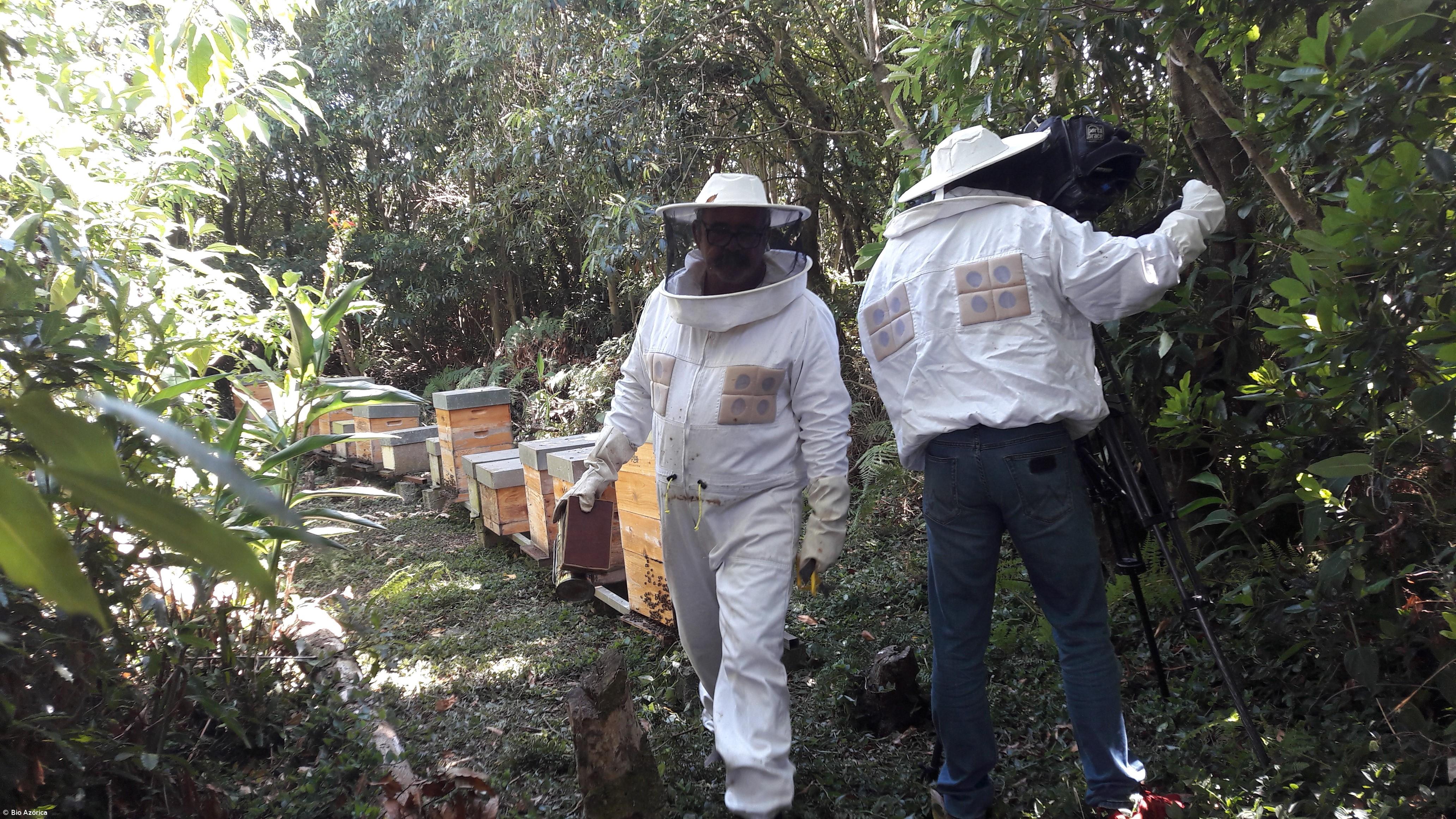 Bio Azórica lança mel biológico – Imagem 1