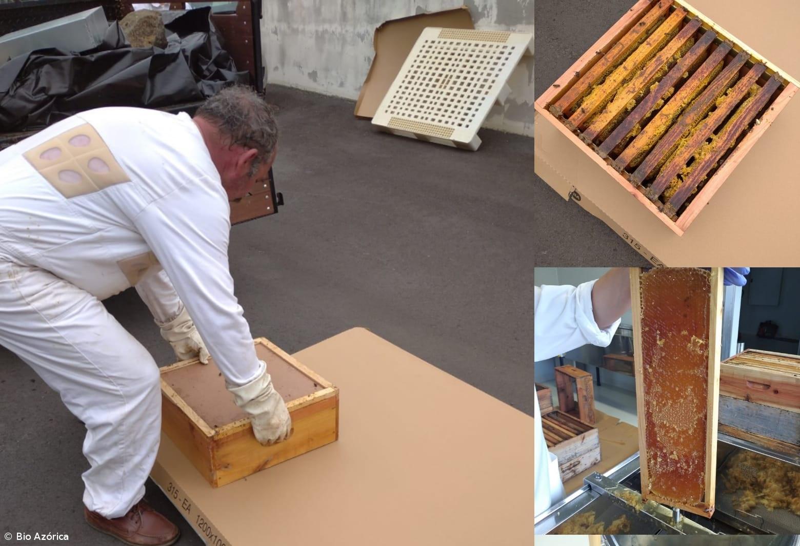 Bio Azórica lança mel biológico – Imagem 2