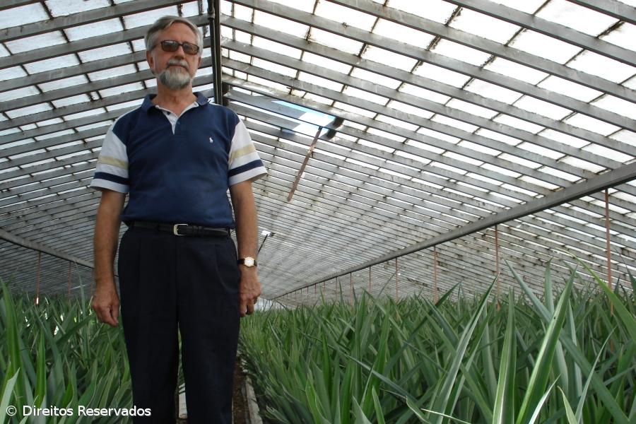 Profrutos espera transformar ananás em São Miguel em 2009 – Imagem 1