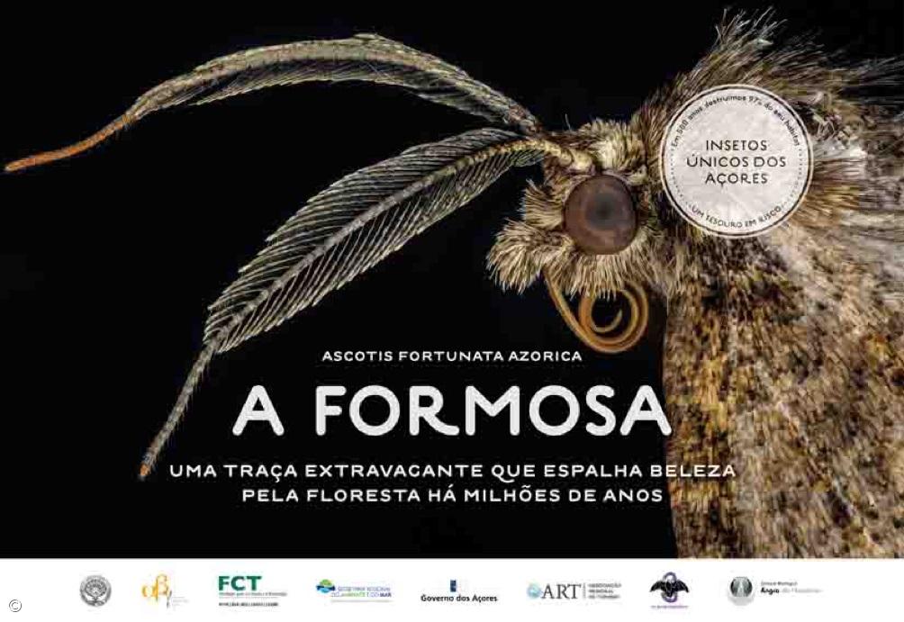 Insects that are millions of years old and 'worth' millions of Euros – Imagem 2