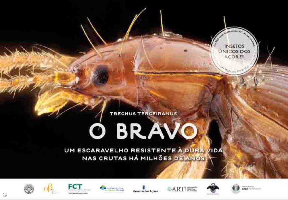 Insects that are millions of years old and 'worth' millions of Euros – Imagem 4