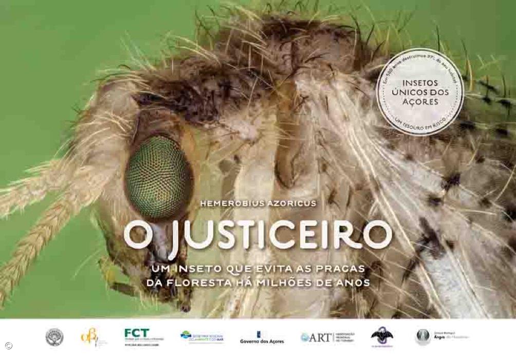 Insects that are millions of years old and 'worth' millions of Euros – Imagem 5