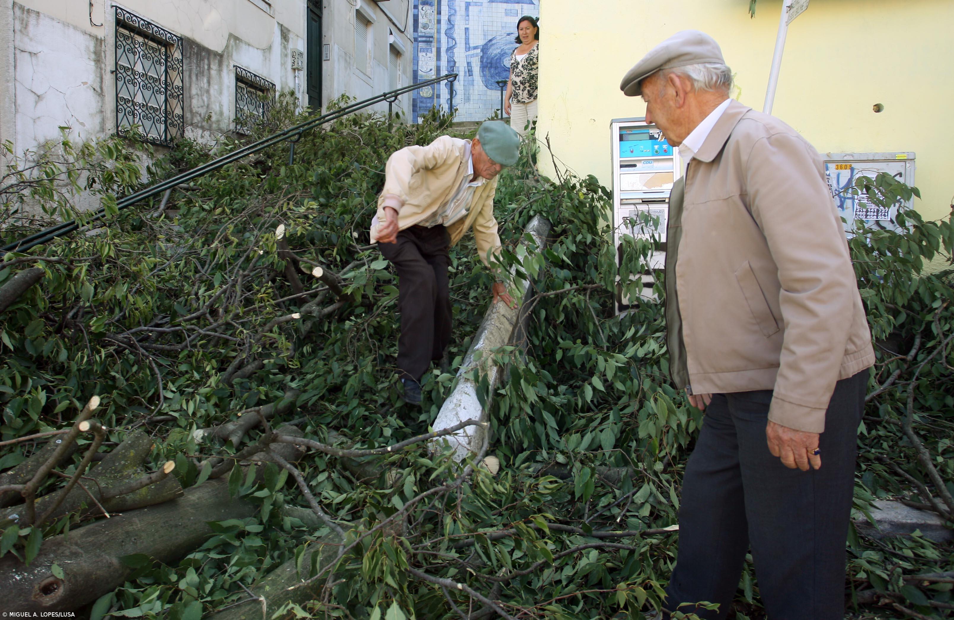 Câmara assume prejuízos causados por queda de árvores – Imagem 1