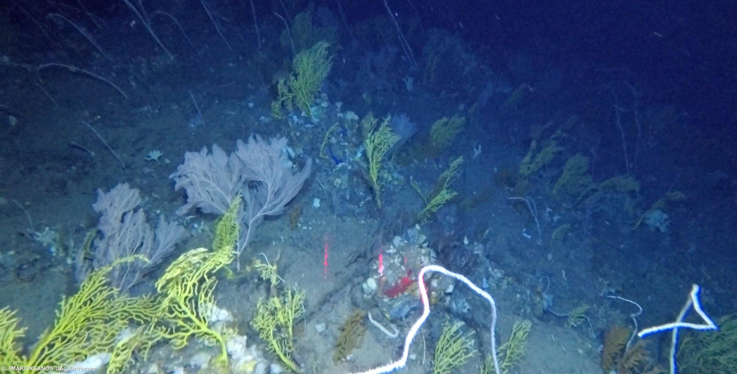 Missão no mar profundo revela jardins de corais  – Imagem 1