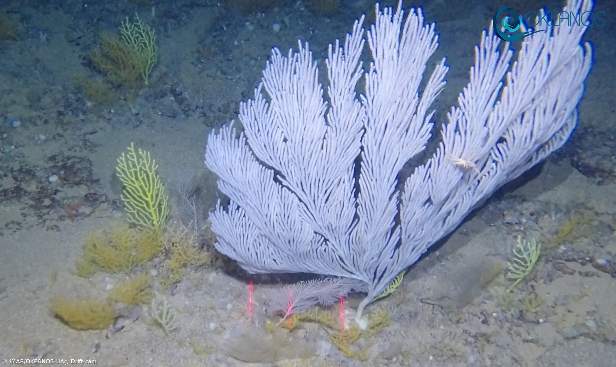 Missão no mar profundo revela jardins de corais  – Imagem 2