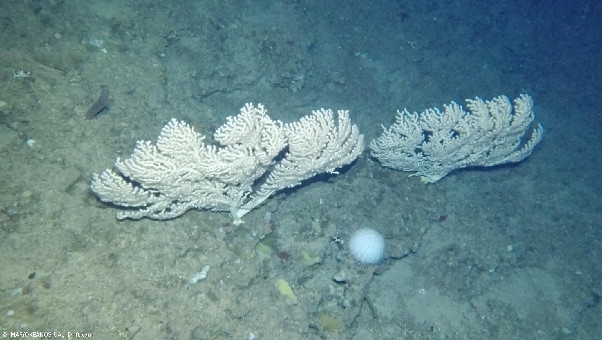 Missão no mar profundo revela jardins de corais  – Imagem 3