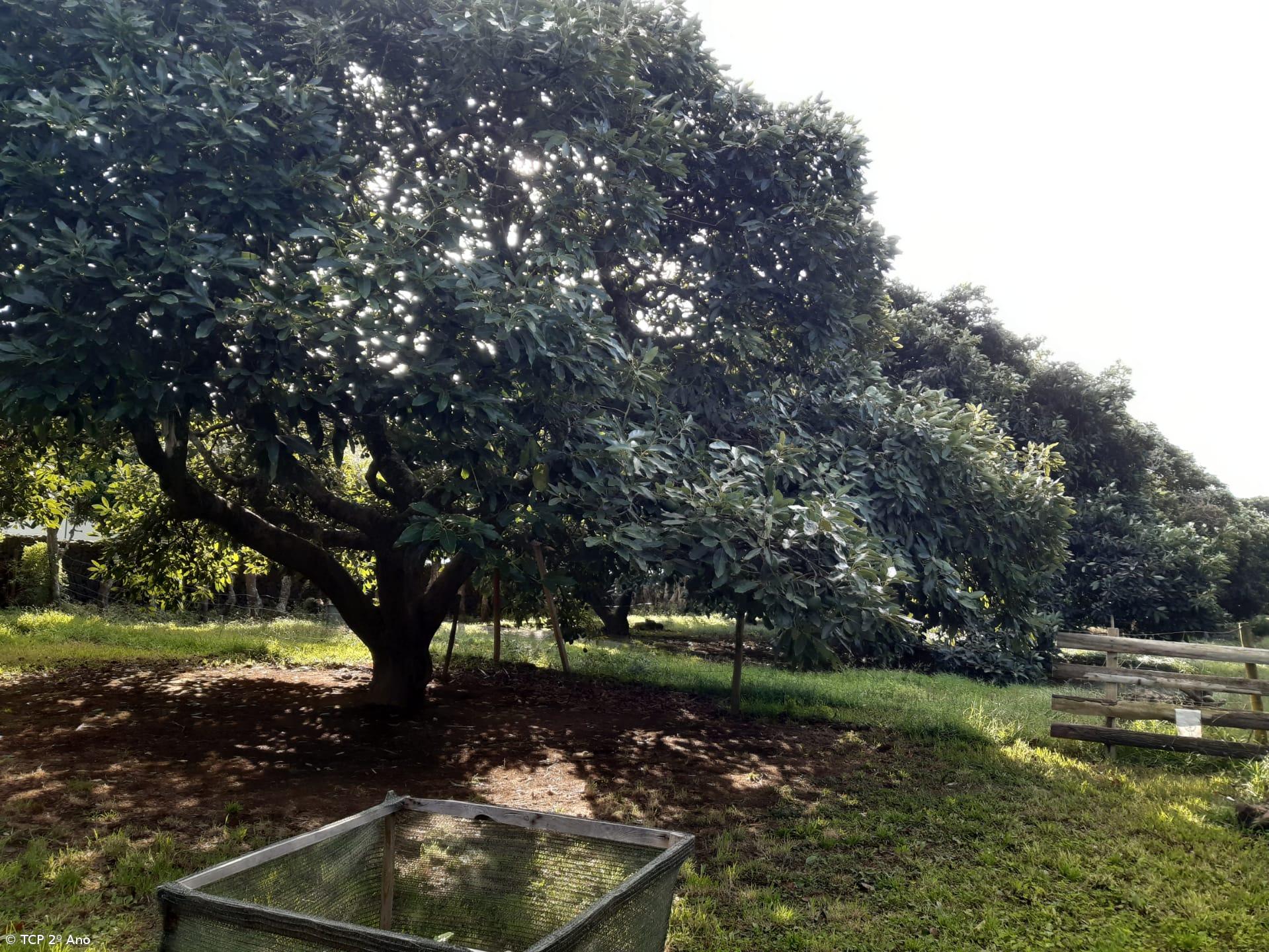 Produtos livres de pesticidas utilizados na EFTH – Imagem 11