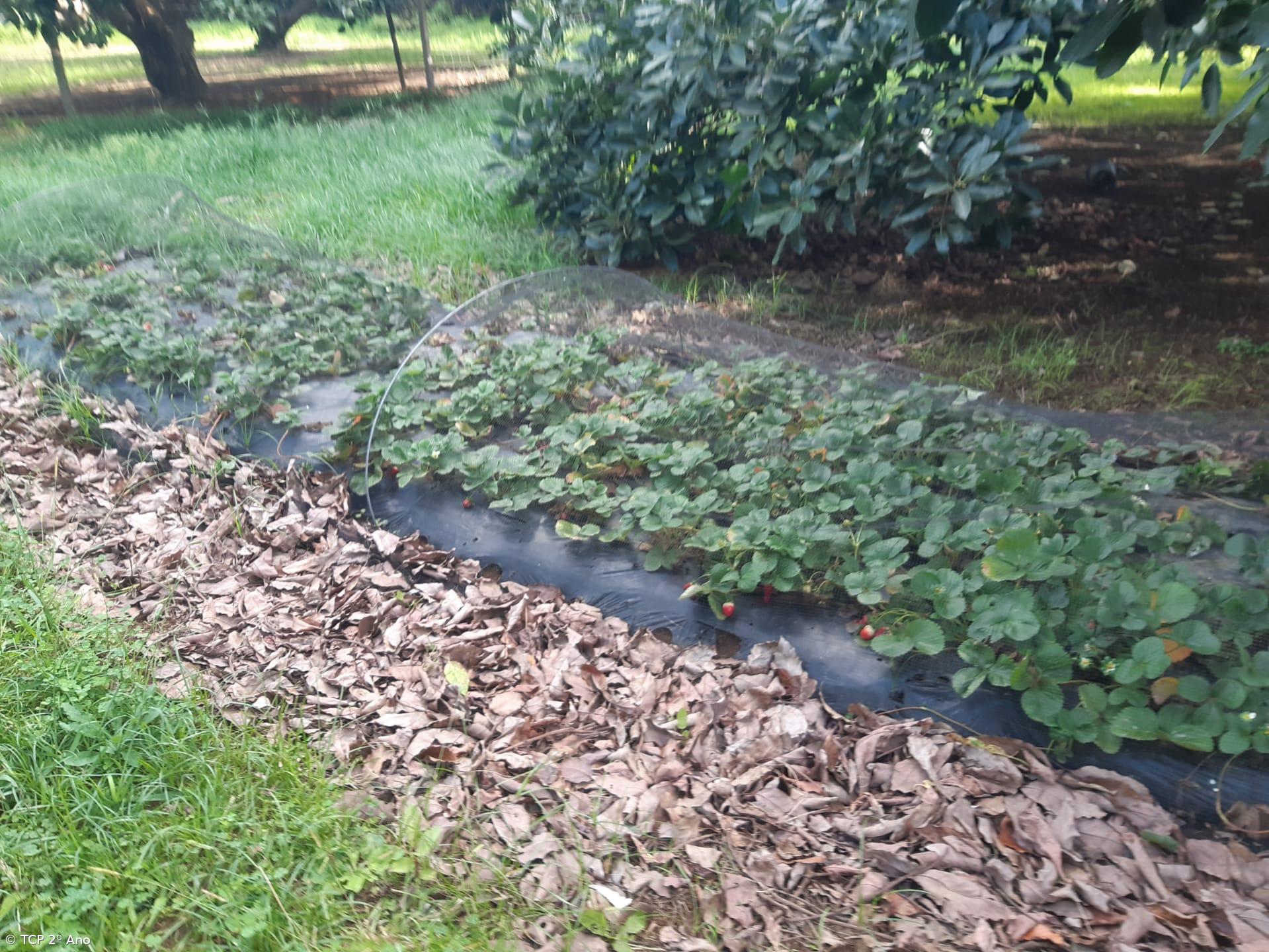 Produtos livres de pesticidas utilizados na EFTH – Imagem 10