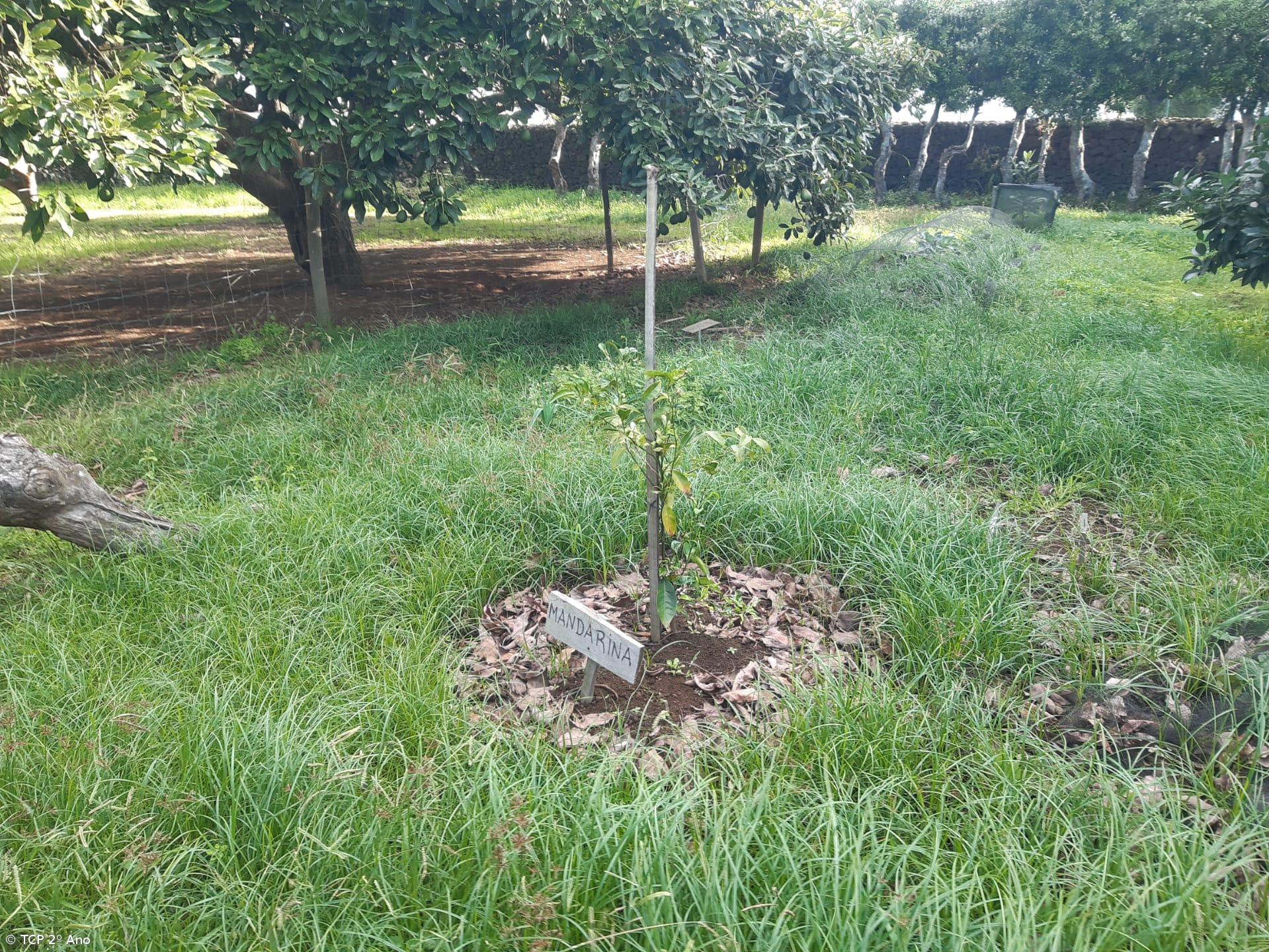 Produtos livres de pesticidas utilizados na EFTH – Imagem 9