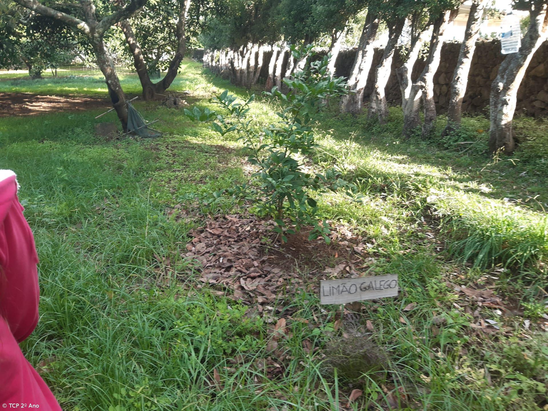 Produtos livres de pesticidas utilizados na EFTH – Imagem 5