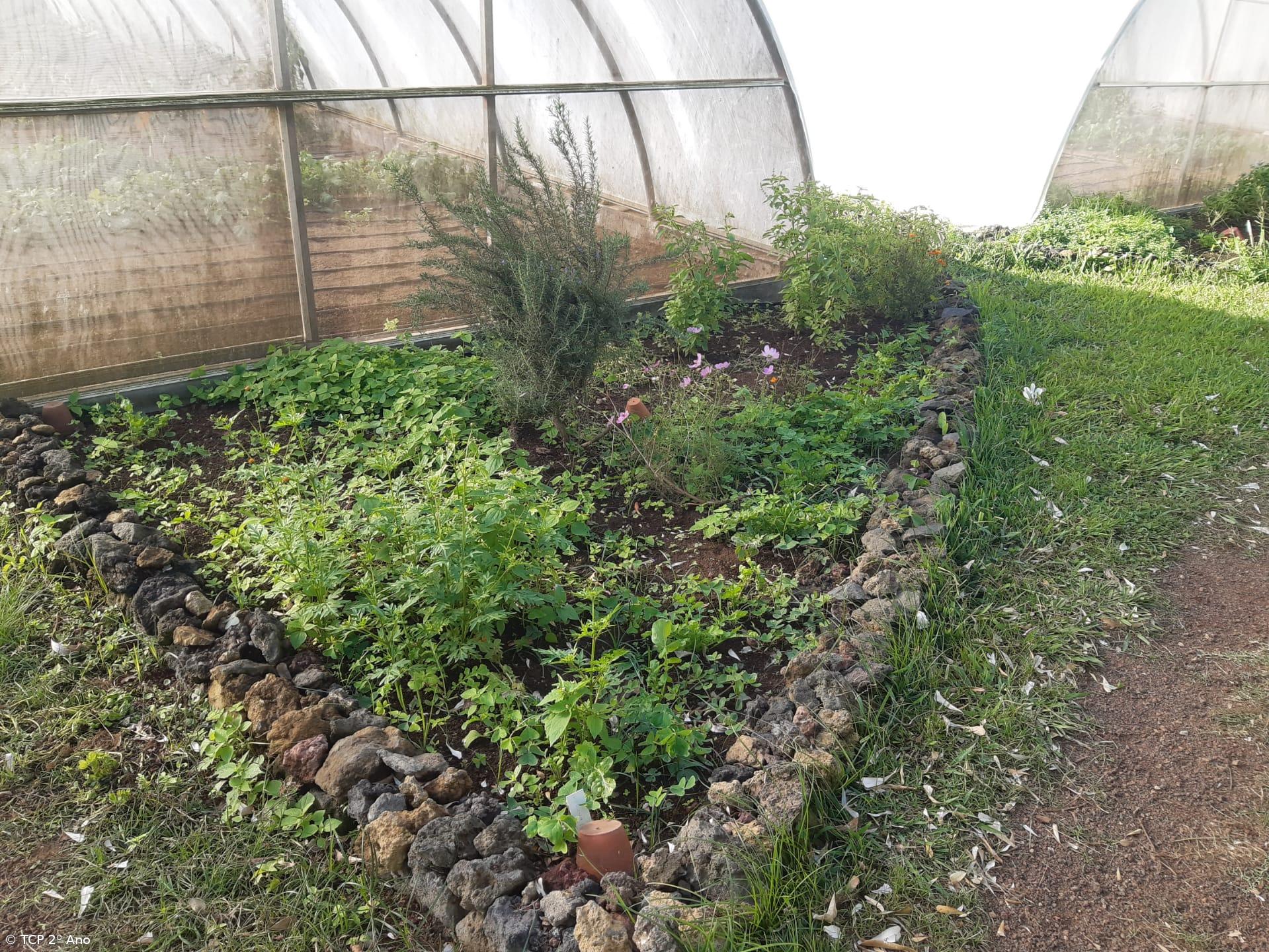 Produtos livres de pesticidas utilizados na EFTH – Imagem 4