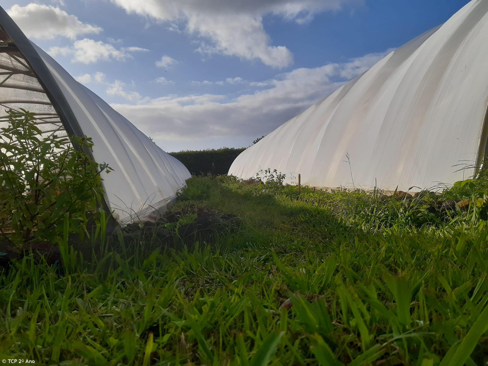 Produtos livres de pesticidas utilizados na EFTH – Imagem 3