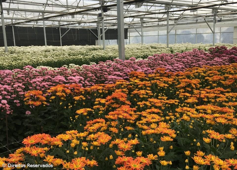 Produtores de flores preocupados com eventual fecho de cemitérios – Imagem 1
