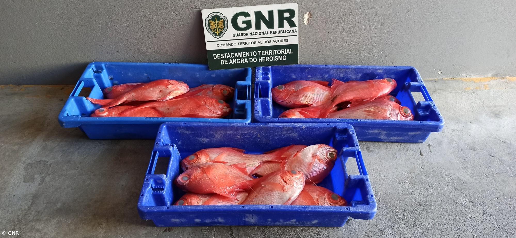 GNR apreende 32 quilos de pescado na Terceira – Imagem 1